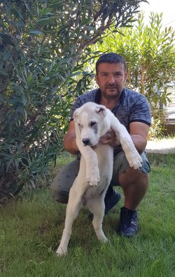 Alabay Yavruları Mükemmel Kanlardan 2
