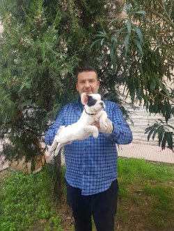 French Bulldog Yavruları 3