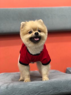 Pomerani̇an Boo 2