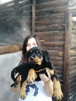 Rottweiler Yavruları Koca Kafa 2
