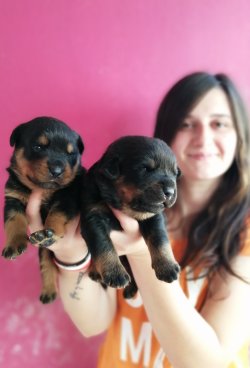 Üst Kalite Rottweiler Yavrularımız 2