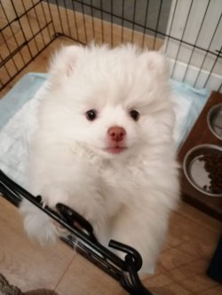 2.5 Aylık Secereli Karneli Pomeranian Boo 1