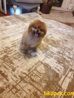 Belgeli Aşılı Orjinal Ayı Surat Boo Pomeranian 3