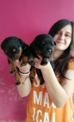 Üst Kalite Rottweiler Yavrularımız 4