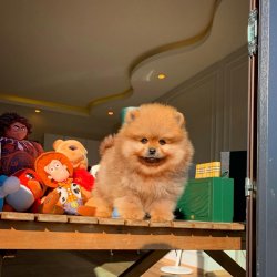 TeddyBear Yüz Yapısına Sahip PomeranianBoo Oğlumuz 4