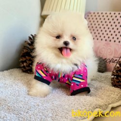 Pomeranian Boo Irk Ve Sağlık Garantili Ayicik Tip Yavrularımız 2