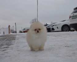 IRK BELGELİ BOO POMERANİAN YAVRU VE YETİŞKİN KÖPEKLERİMİZ 1