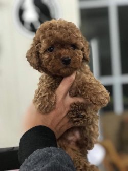 DÜNYA TATLISI POODLE YAVRULARI 1