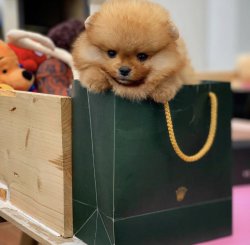 Sevimli Pomeranianboo Yavruları 2