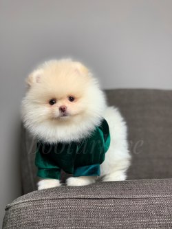 Orjinal Teddybear Yavrumuz Betty 2