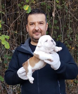 TÜRKİYE NİN  EN ÖZEL  İNGİLİZ BULLDOG YAVRULARI 3