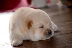 Beyaz Kızıl  Chow Chow Yavruları 2