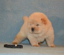 Satılık Chow Chow Yavrumuz 2