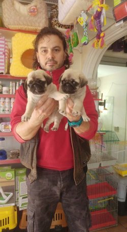 PUG MOPS YAVRUSU 5