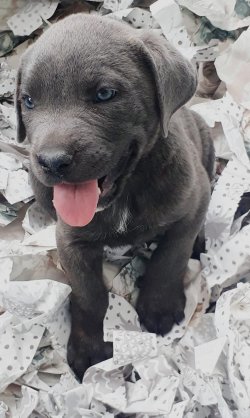 Muhteşem Cane Corso 1