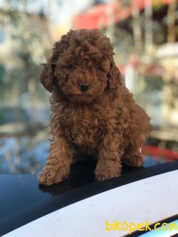 Irk Ve Sağlık Garantili Toy Poodle Yavrular 3