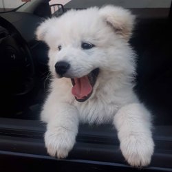Çiftliğimizden Samoyed Yavrularımız 2