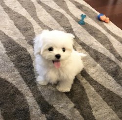 Xs Minyatür Maltese Terrier Yavrumuz 1