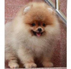 Safkan Teacup Bear Pomeranian Yavrularımız 1