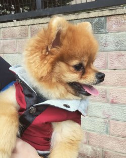 2,5 Yaşında Eğitimli Erkek Pomeranian 4