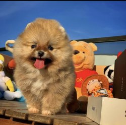 Sıfır Numara Orijinal Renk PomeranianBoo Yavrumuz 3