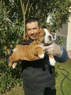 İNGİLİZ BULLDOG YAVRULAR 2
