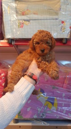 POODLE -TOY 5