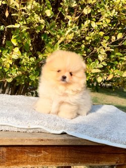 Pomeranian Boo Teddy Bear Yavrular 2