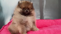 POMERANIAN YAVRUSU 5