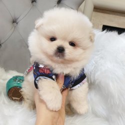 Satılık Pomeranian Boo Teddy Bear 3