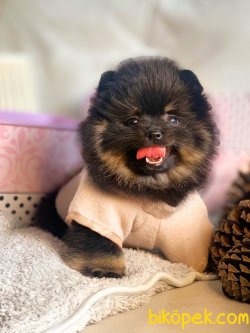 POMERANİAN BOO YAVRULAR 1