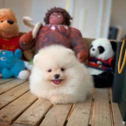 Yeni Gelen Yarışma Düzeyi PomeranianBoo Kızımız 5