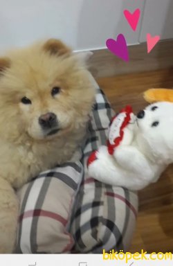 5 Aylik Dişi Chow Chow 1