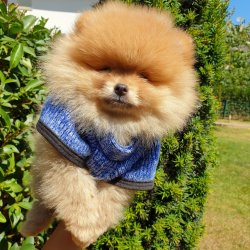 Pomeranian Boo Orjinal Karneli Yavrularımız 3