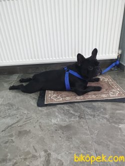French Buldog 23 Aylık Erkek 1