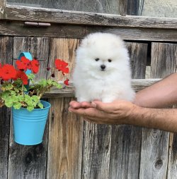 Rusya Secereli Orjinal Pomeranian 4