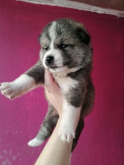 Üst Kalite Akita İ̇nu Yavrularımız 3