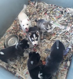 Muhteşem Sibirya Husky Yavruları 3