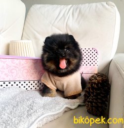 POMERANİAN BOO YAVRULAR 2
