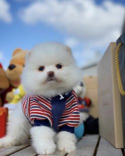 Sağlık Garantili Teddybear, Pomeranianboo Yavruları 4