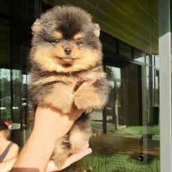Orji̇nal Pomerani̇an Boo Yavrularımız 5