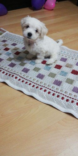 Maltese Terrier Yavrumuzzz Yeni Yuvasını Bekliyor... 2