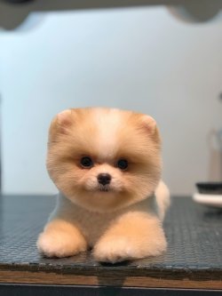 Irk Garantili Pomeranian Boo Yavrumuz 1