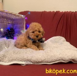 ToyPoodle Tea Cup  Dişi Erkek Yavrularımız 3