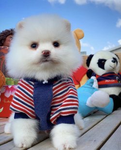 Sağlık Garantili Teddybear, Pomeranianboo Yavruları 1
