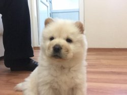 Satılık Chow Chow Yavruları 1