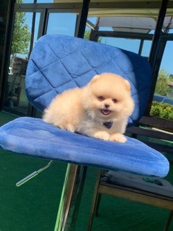 Orji̇nal Pomerani̇an Boo Yavrularımız 2