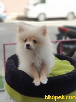 75 Günlük Orjinal Pomarenian Spitz 5