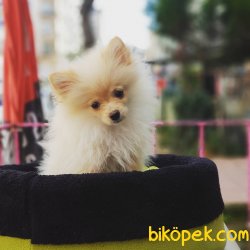 75 Günlük Orjinal Pomarenian Spitz 1