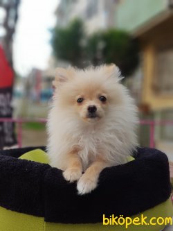 75 Günlük Orjinal Pomarenian Spitz 4